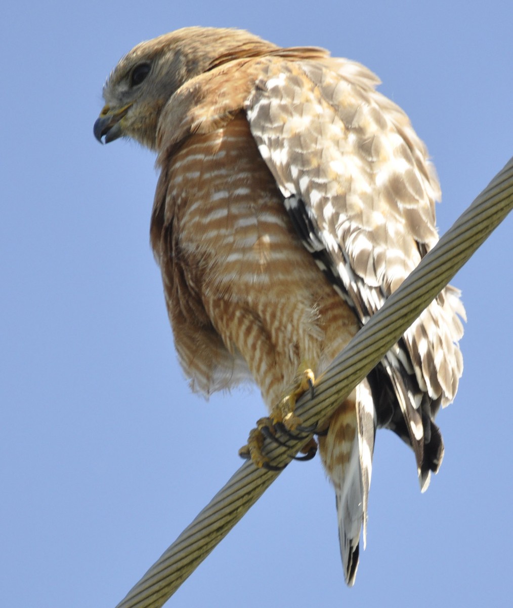 Red-shouldered Hawk - ML635801805