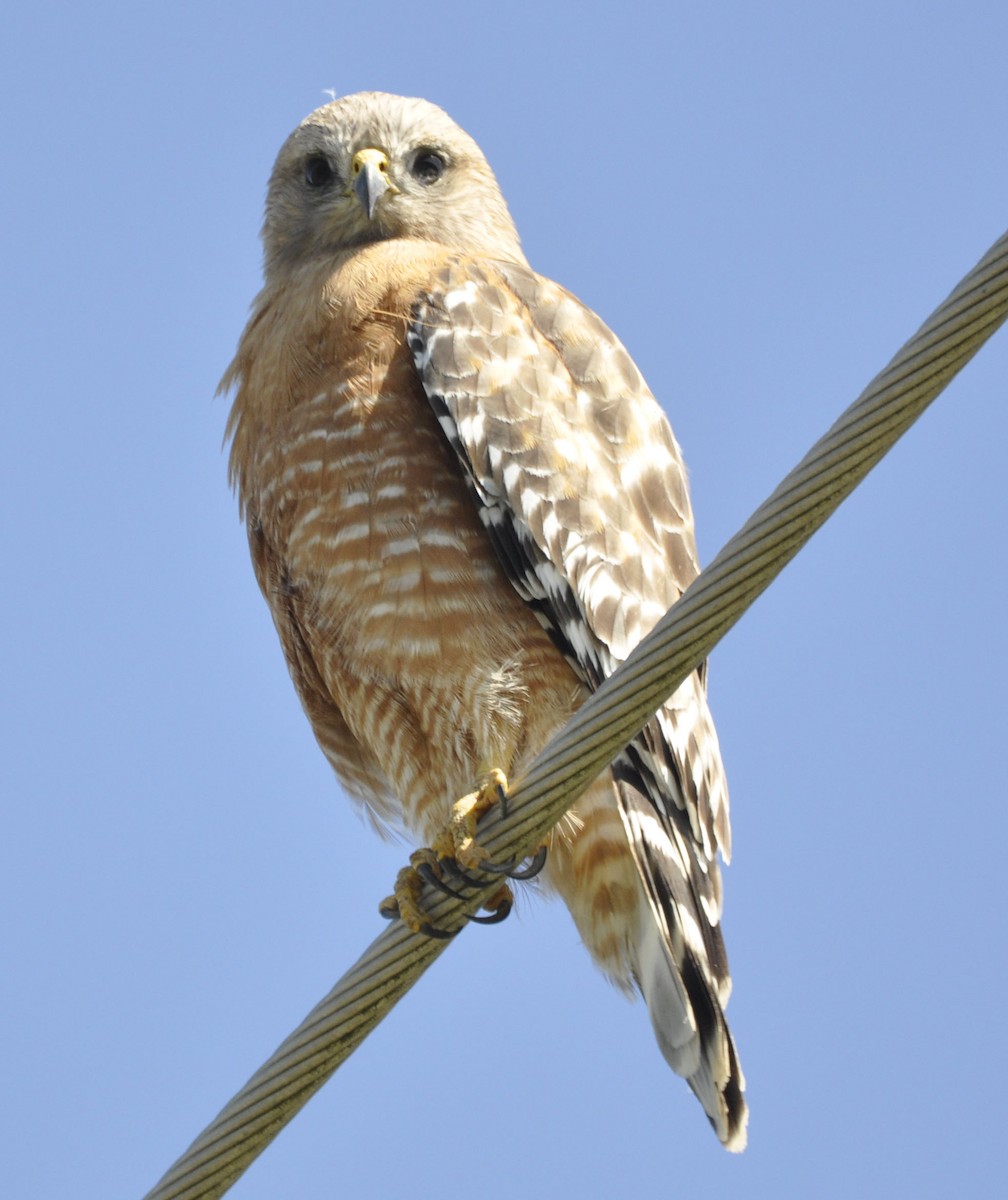 Red-shouldered Hawk - ML635801806