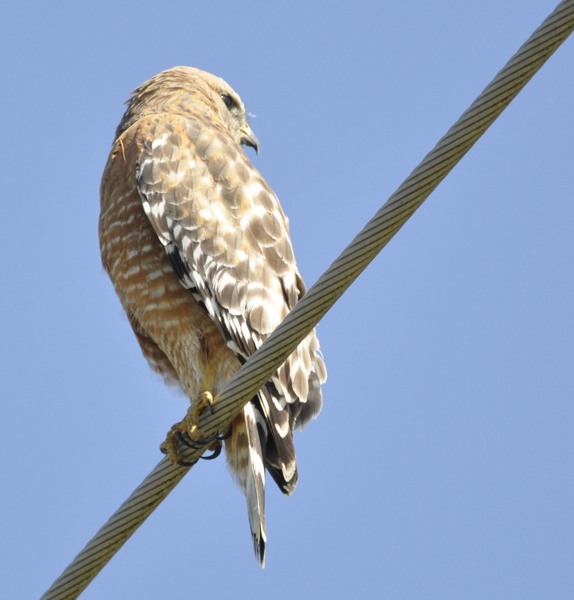 Red-shouldered Hawk - ML635801807