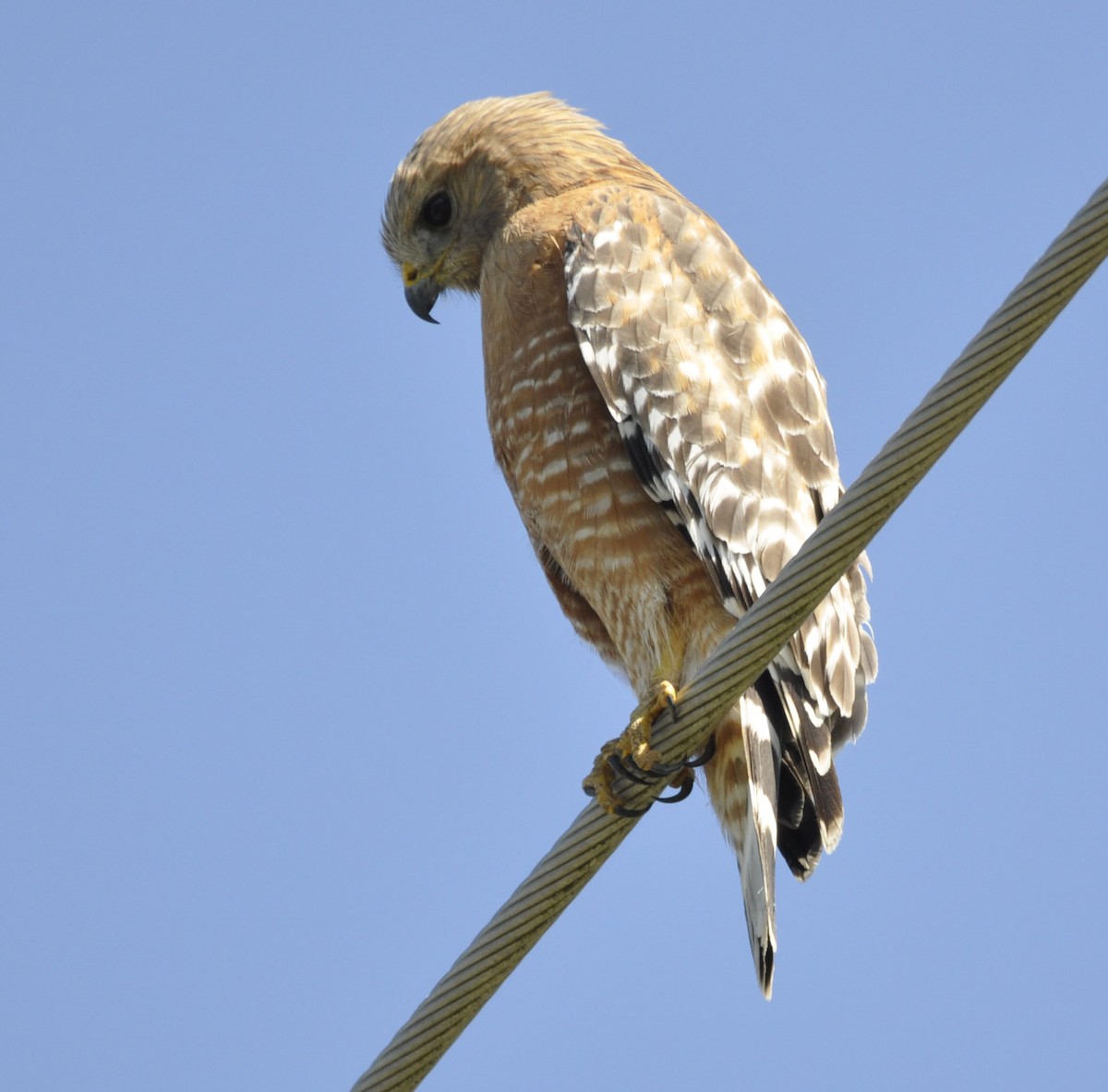 Red-shouldered Hawk - ML635801808