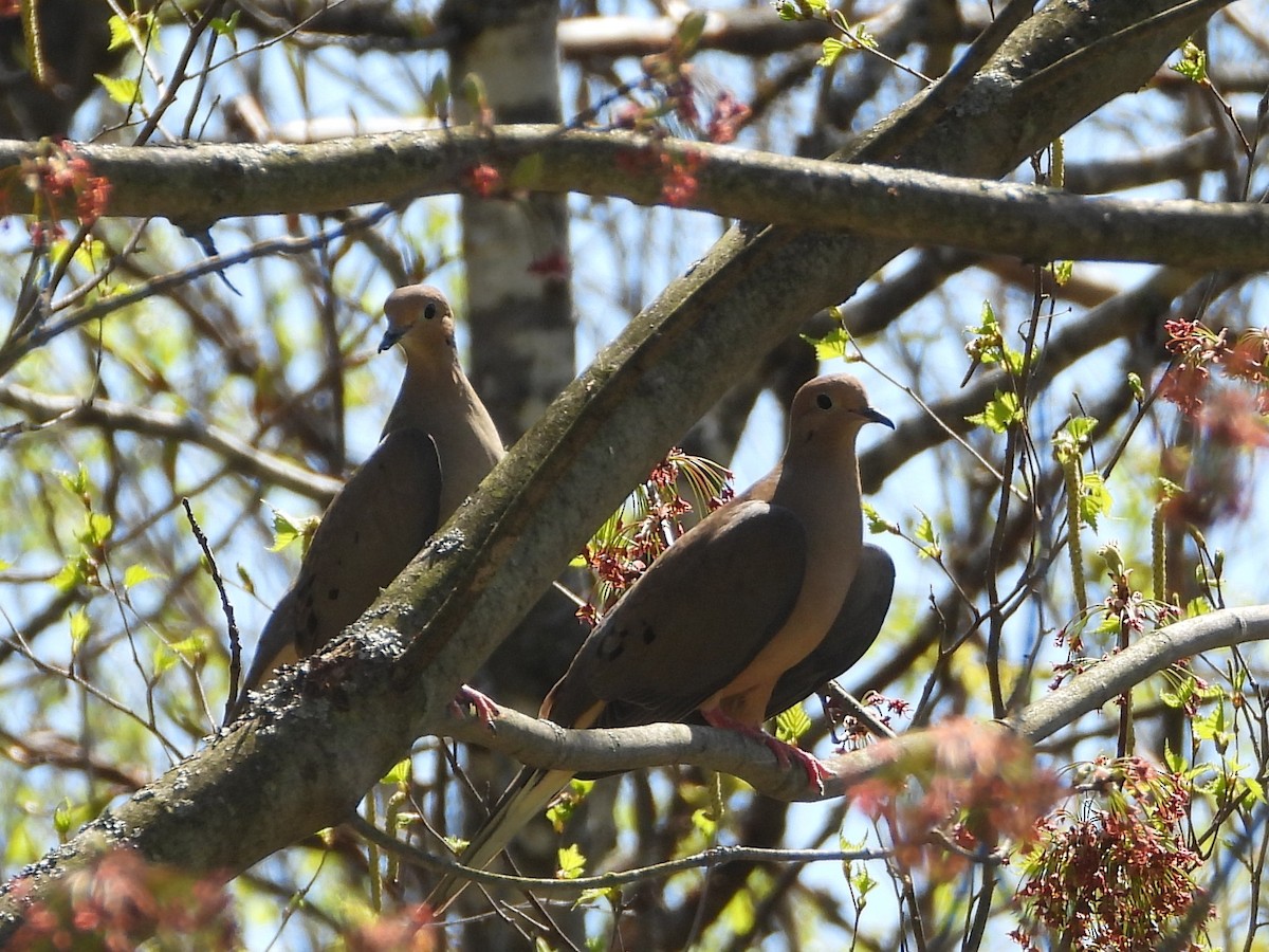 Mourning Dove - ML635801816