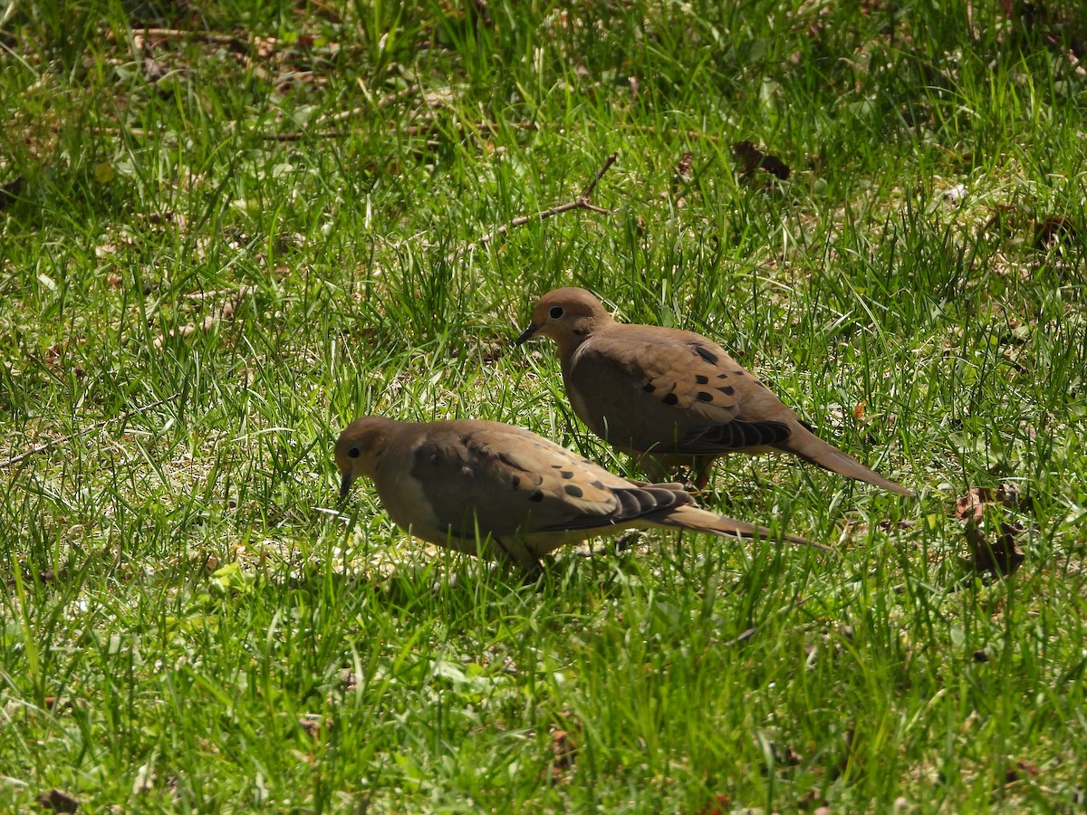 Mourning Dove - ML635801828