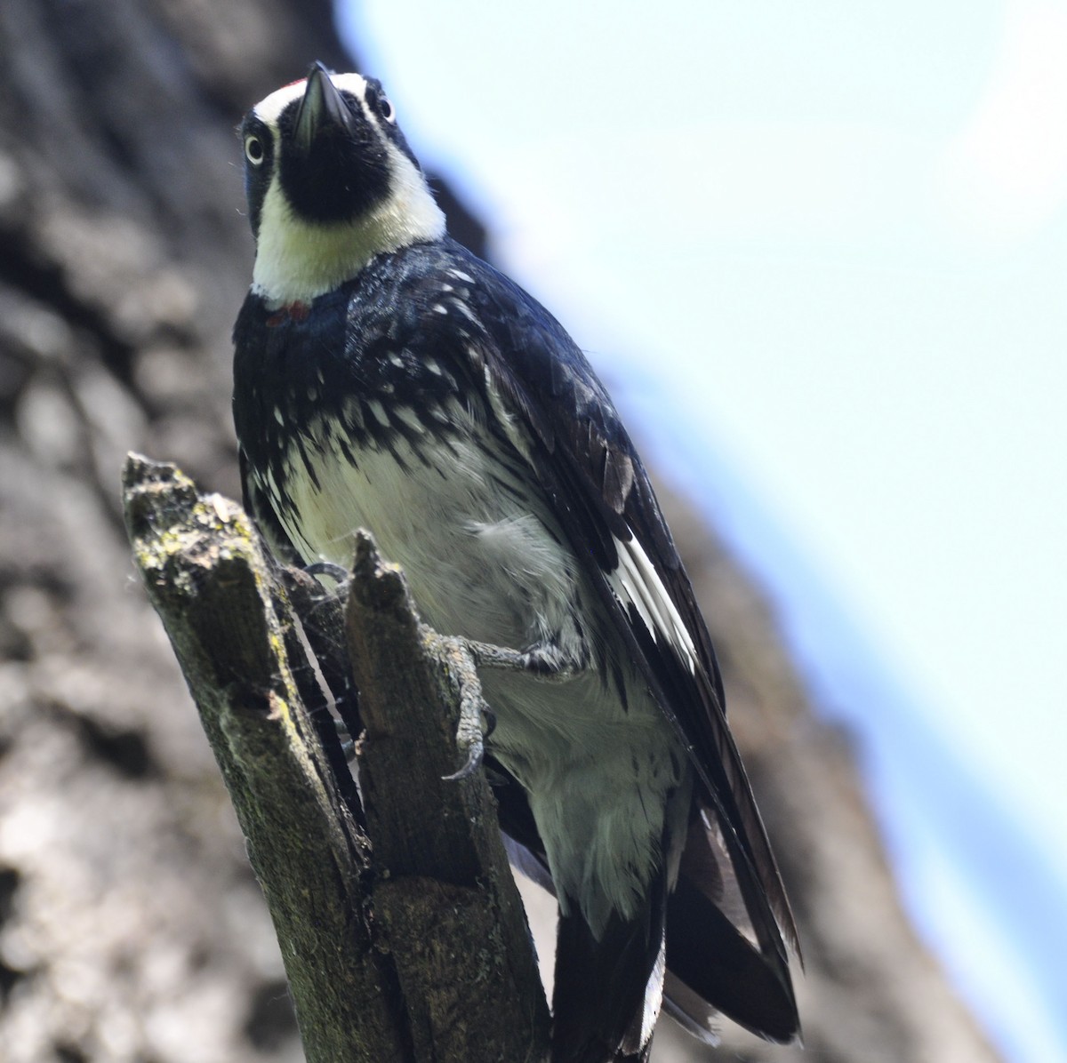 Acorn Woodpecker - ML635801839