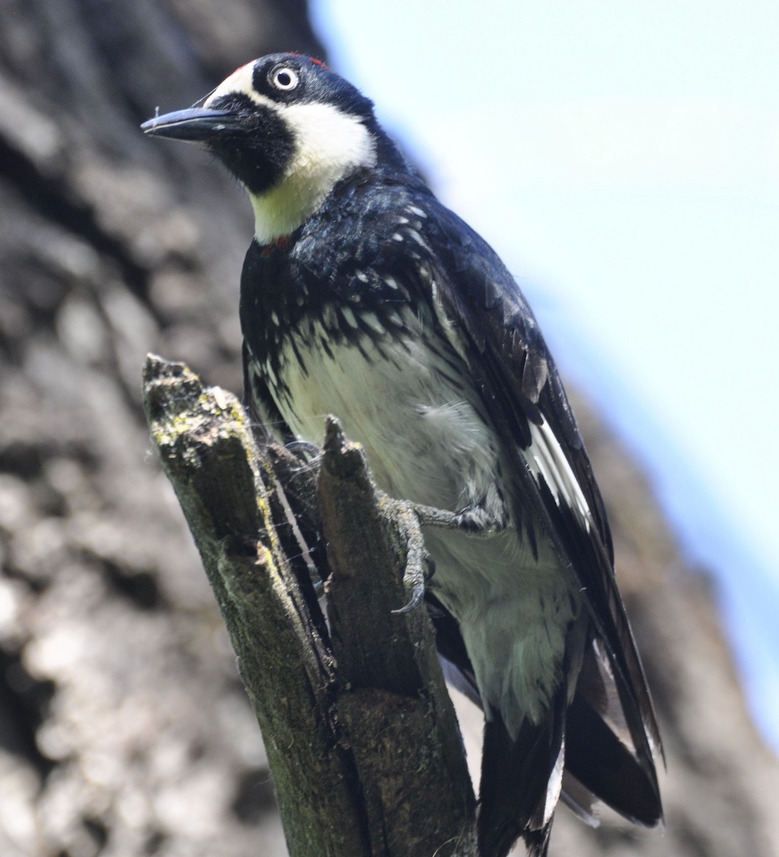 Acorn Woodpecker - ML635801840