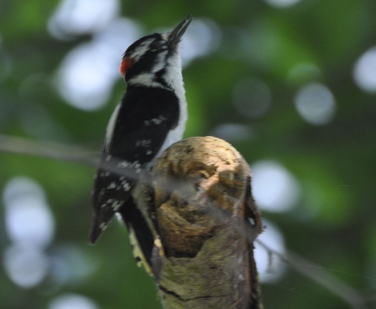 Downy Woodpecker - ML635801880