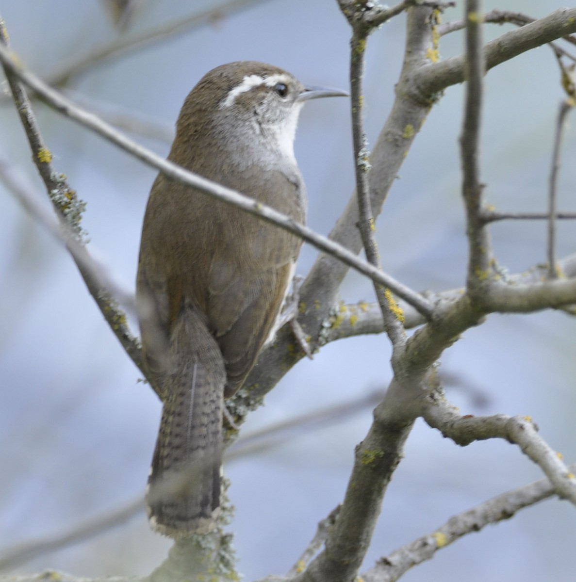 Bewick's Wren - ML635801909