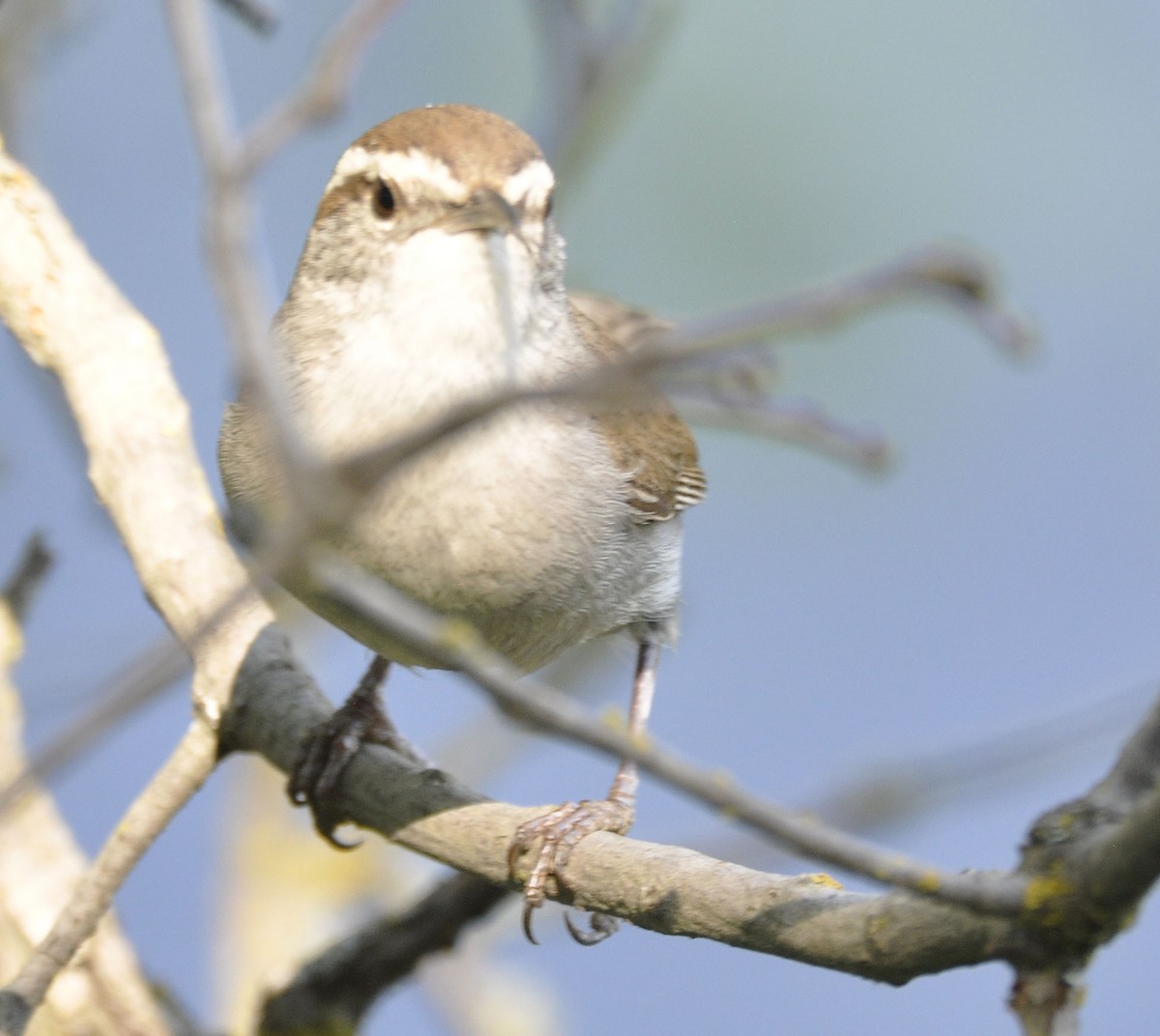 Bewick's Wren - ML635801911
