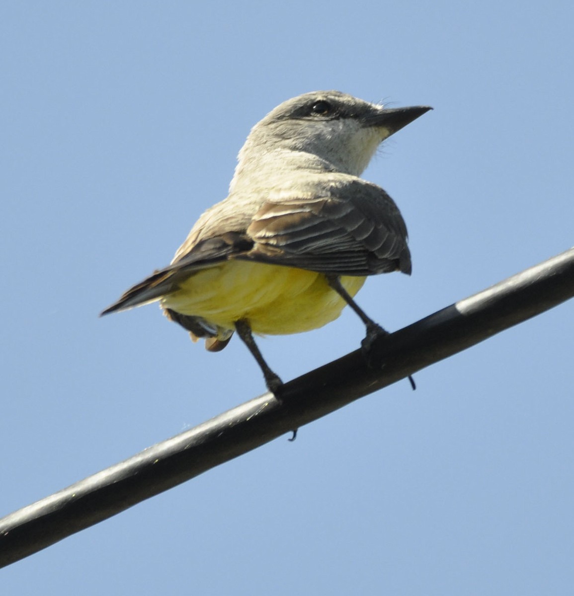 Western Kingbird - ML635801936