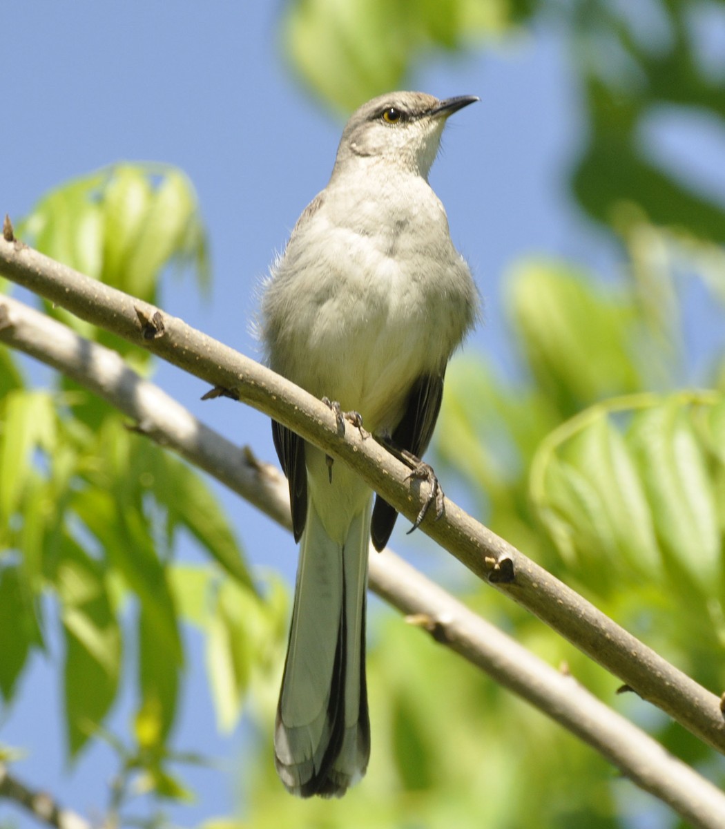 Northern Mockingbird - ML635801960