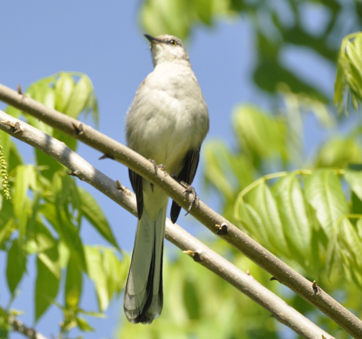 Northern Mockingbird - ML635801961
