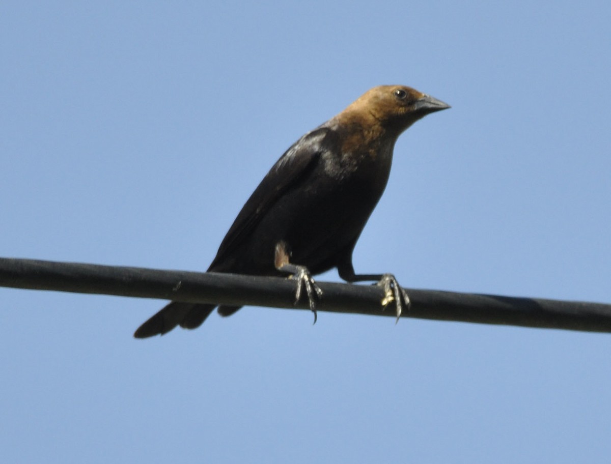 Brown-headed Cowbird - ML635801979