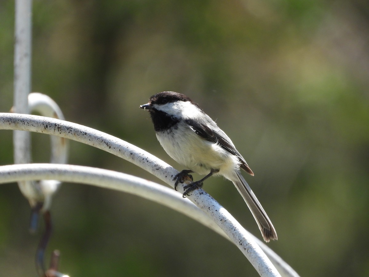 Black-capped Chickadee - ML635801985
