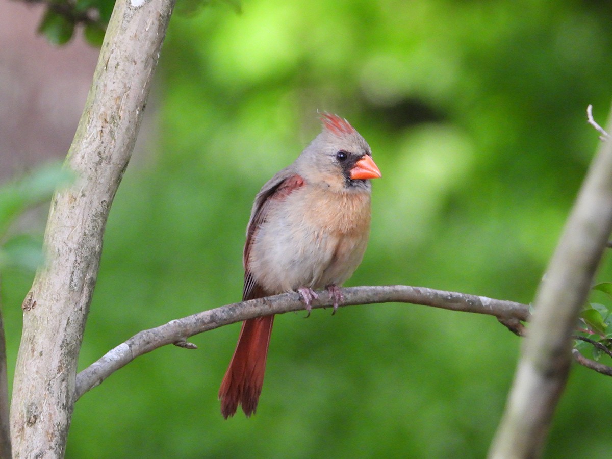 Northern Cardinal - ML635801993