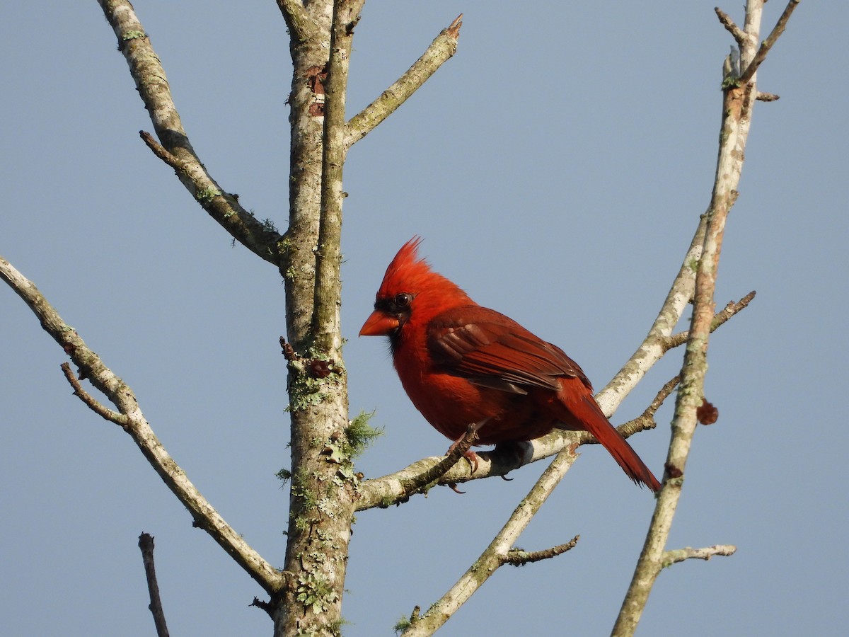Northern Cardinal - ML635802002