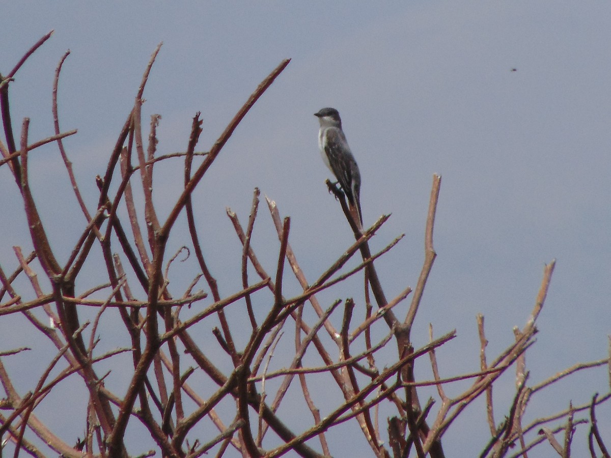 Eastern Kingbird - ML635802056