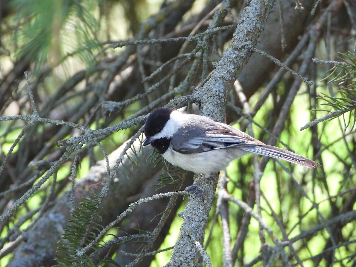 Black-capped Chickadee - ML635802065