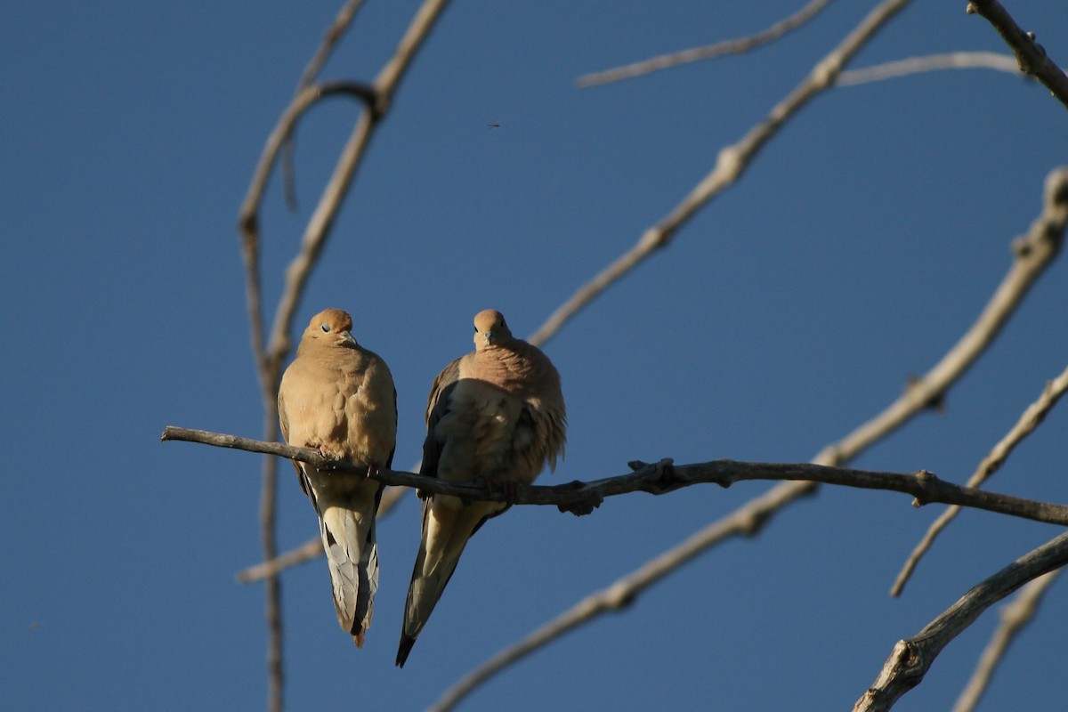 Mourning Dove - ML635802069