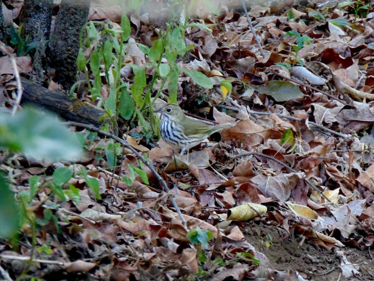 Ovenbird - ML635802144