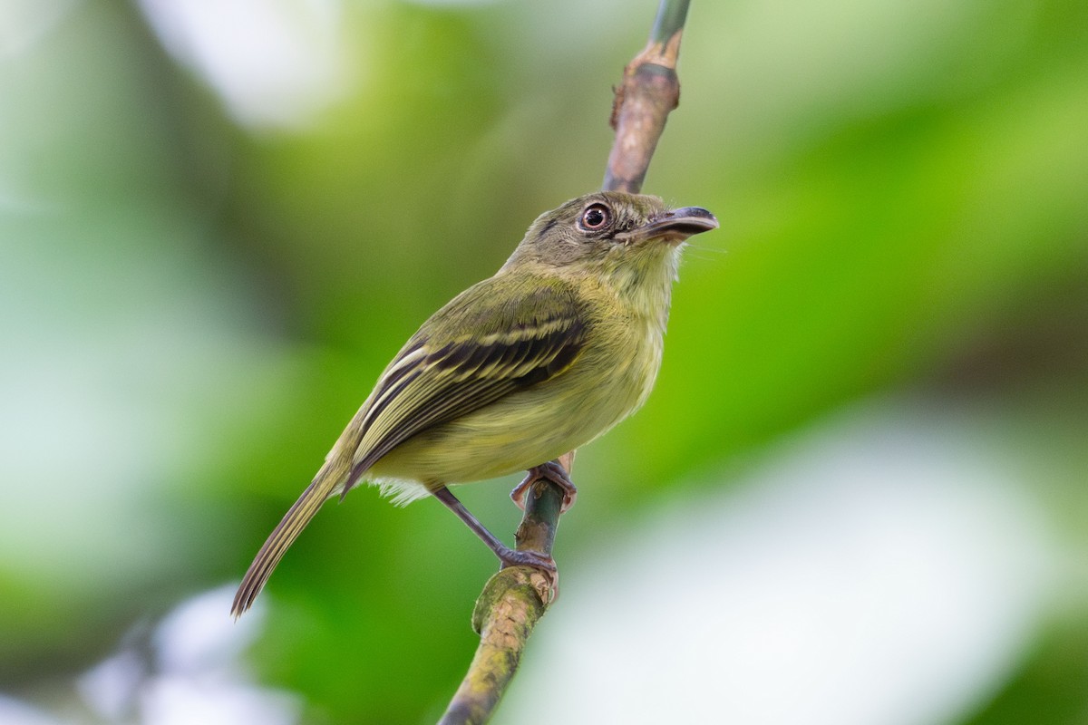 Southern Bentbill - ML635802234