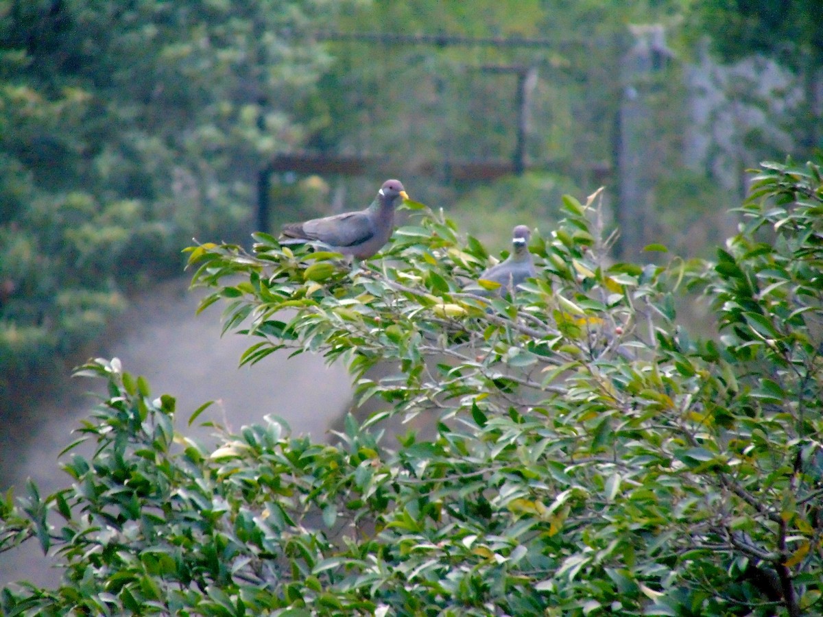 Band-tailed Pigeon - ML635802295