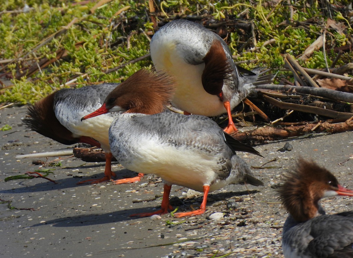Common Merganser - ML635802315