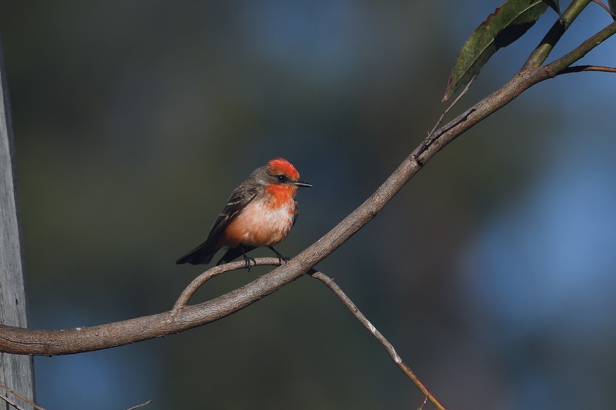 Vermilion Flycatcher - ML635802387