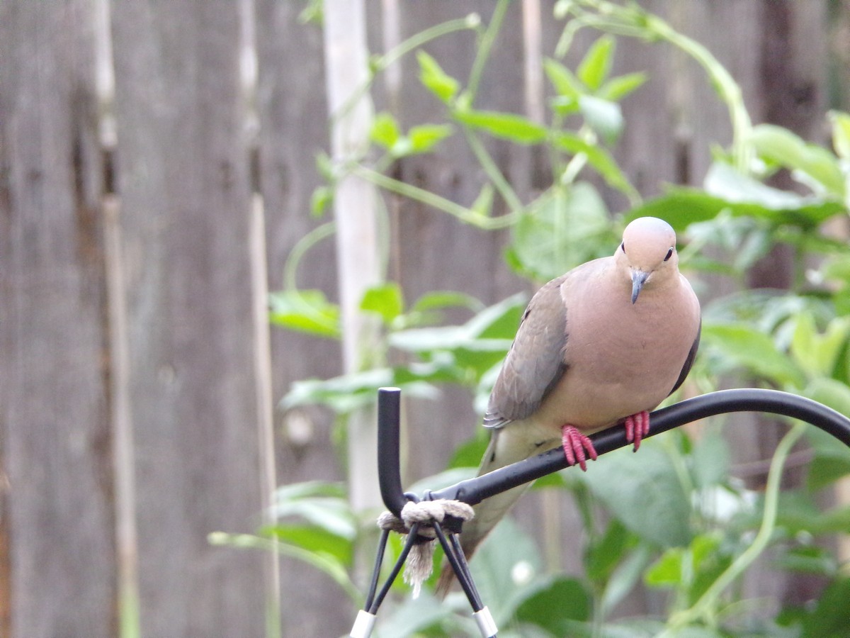 Mourning Dove - ML635802392