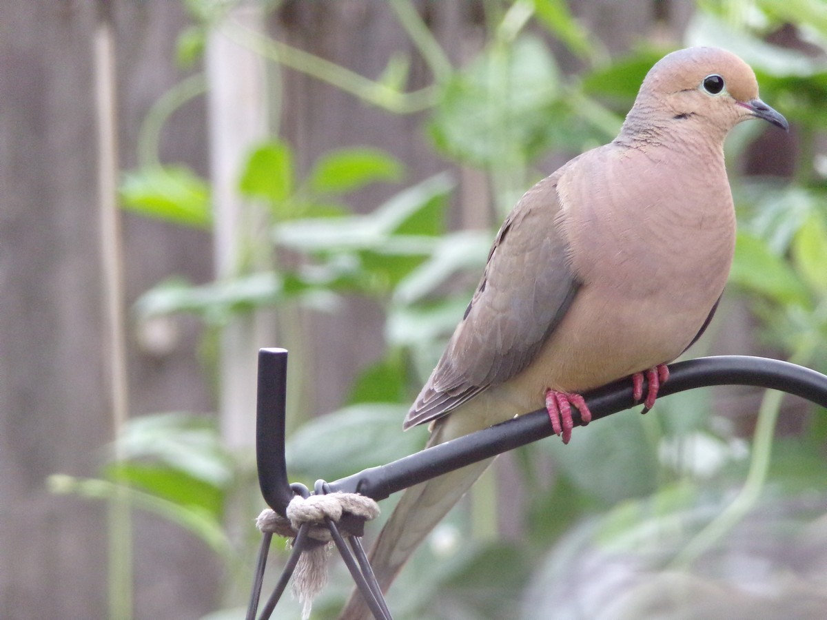 Mourning Dove - ML635802393