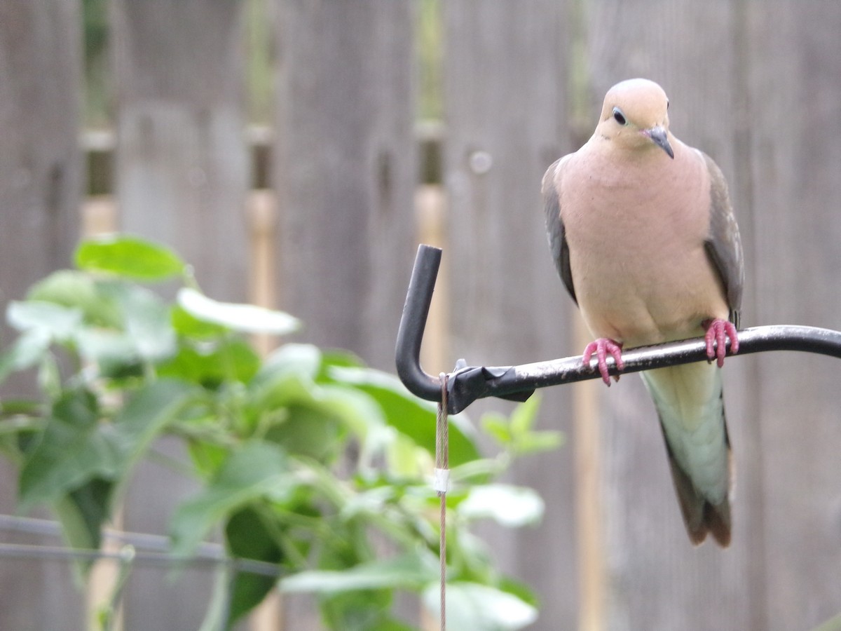 Mourning Dove - ML635802394