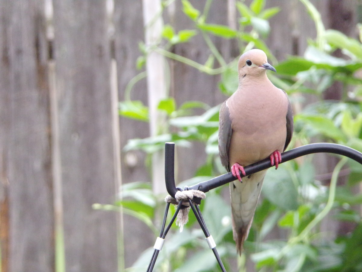 Mourning Dove - ML635802395