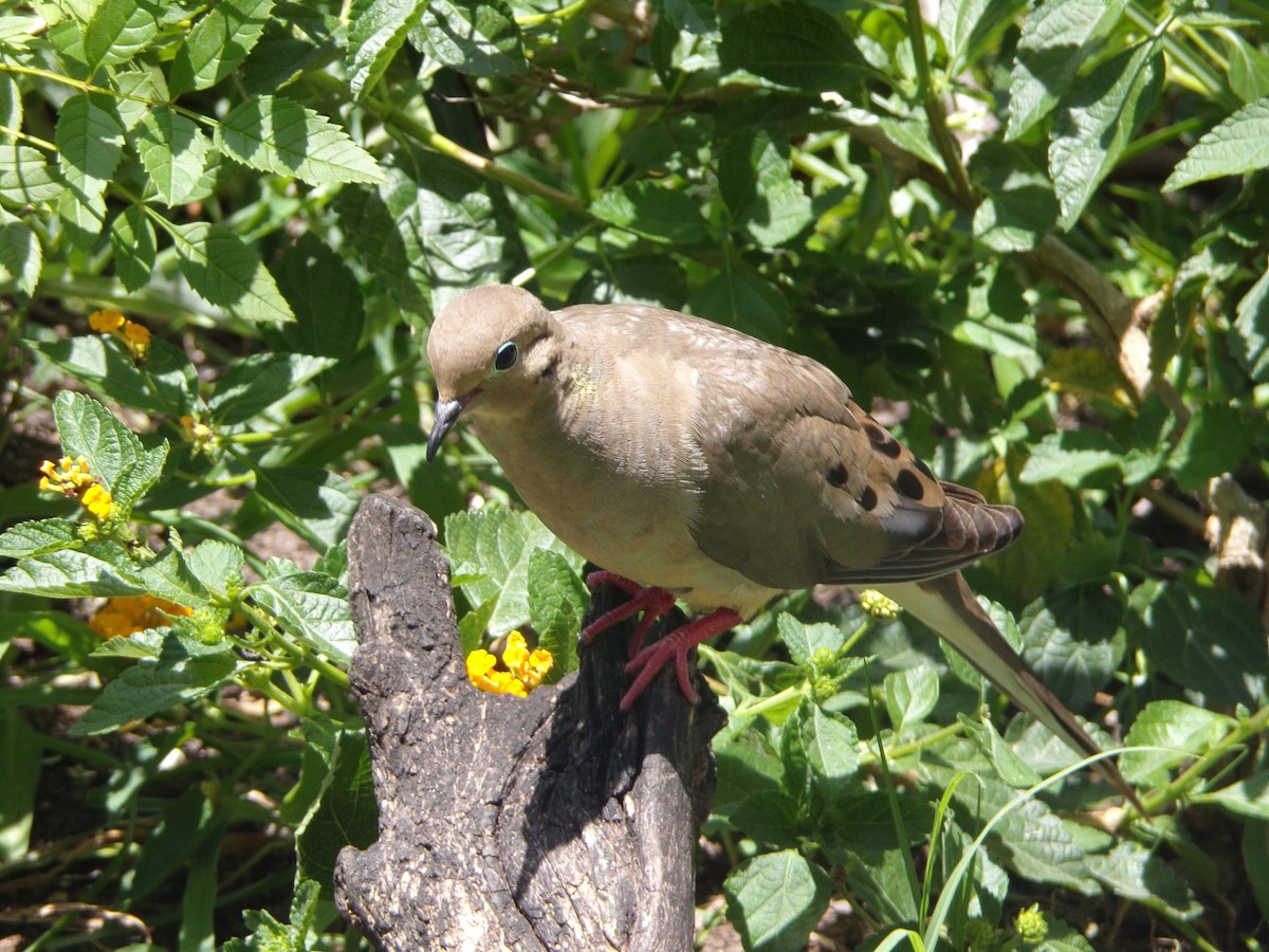 Mourning Dove - ML635802397