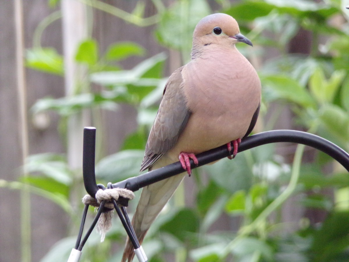 Mourning Dove - ML635802398