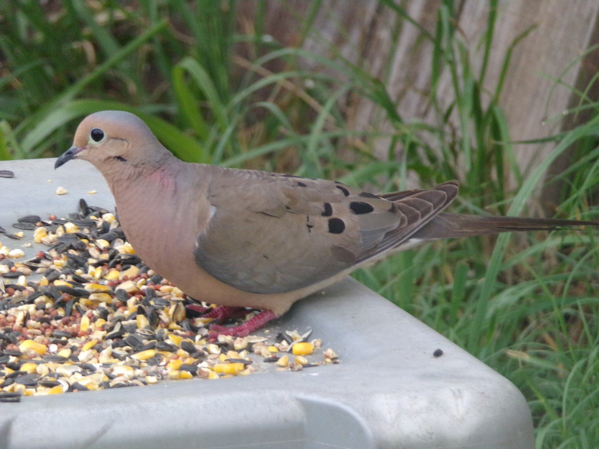 Mourning Dove - ML635802399
