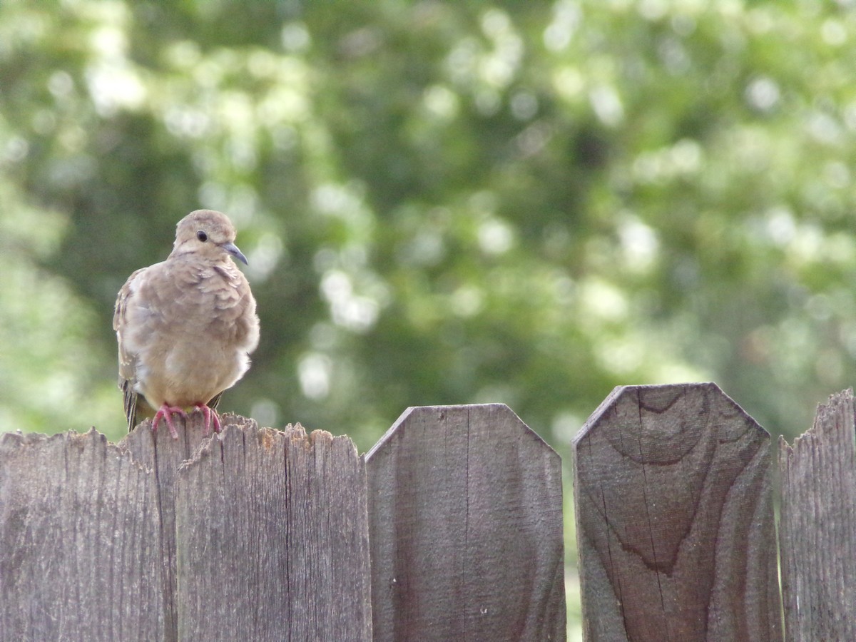 Mourning Dove - ML635802401
