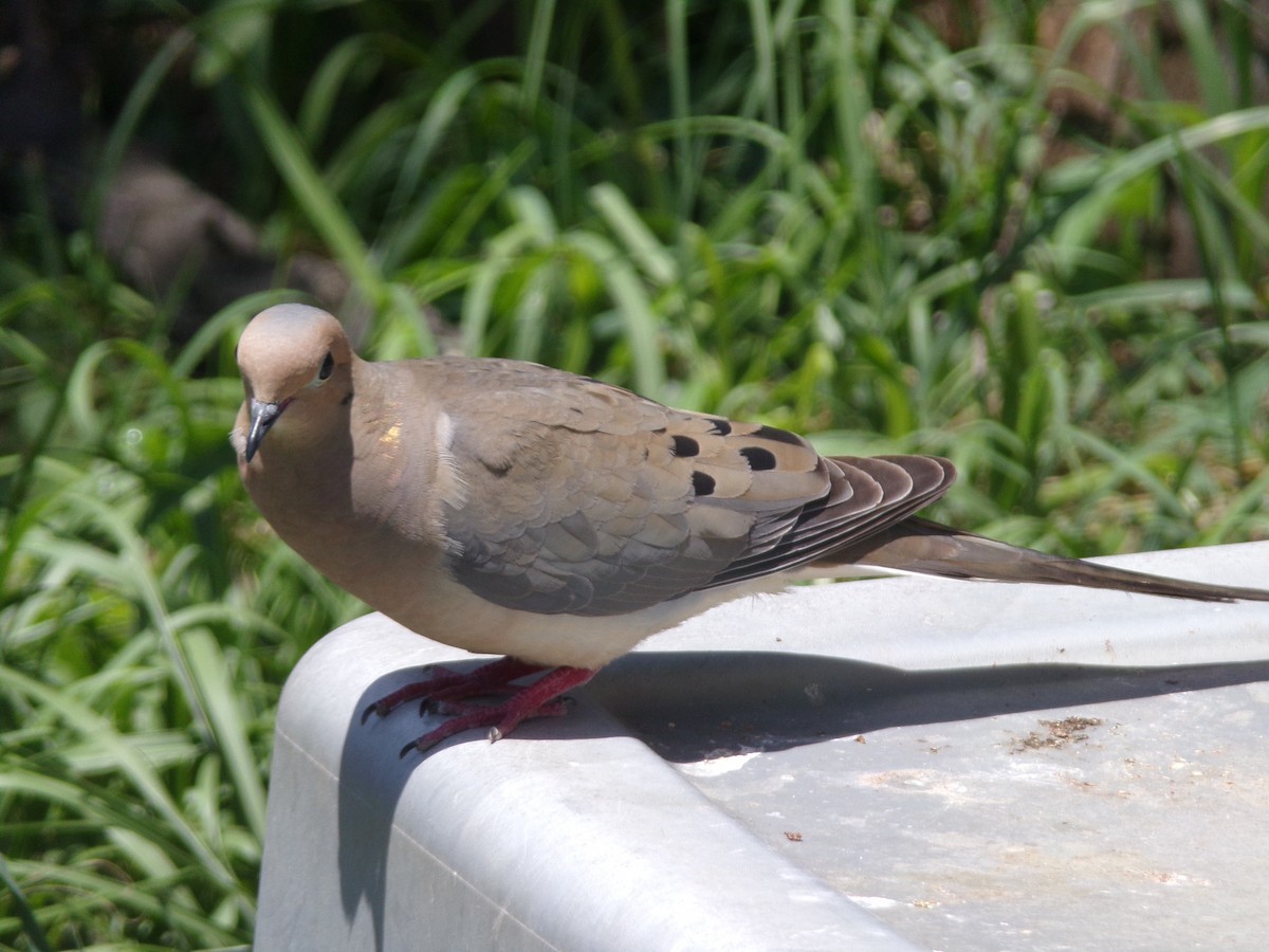 Mourning Dove - ML635802403