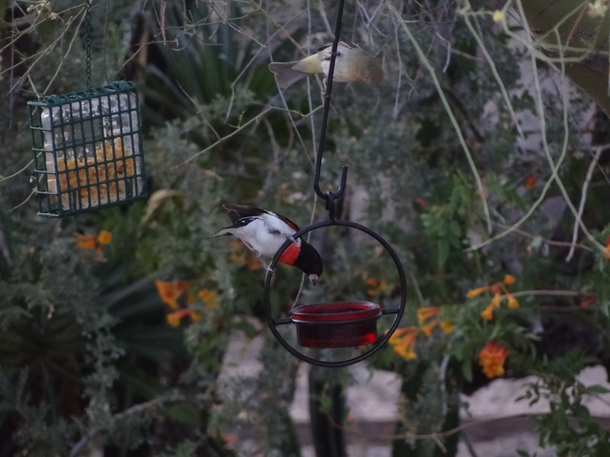 Rose-breasted Grosbeak - ML635802480