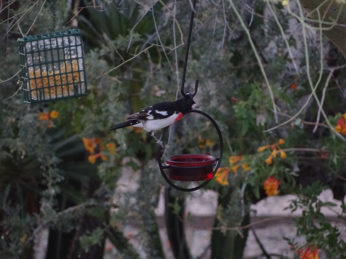Rose-breasted Grosbeak - ML635802488