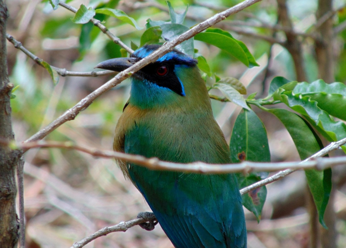 Lesson's Motmot - ML635802497