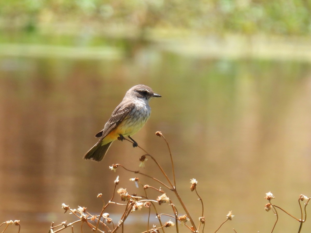 Vermilion Flycatcher - ML635802539