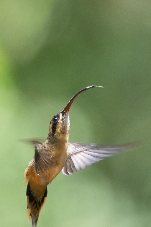 Tawny-bellied Hermit - ML635802546