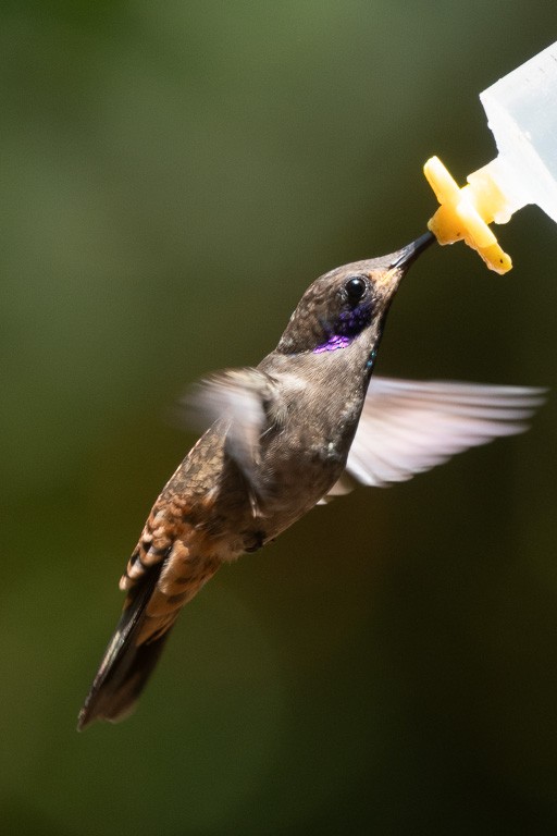 Brown Violetear - ML635802564
