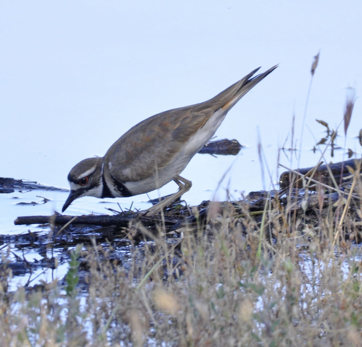 Killdeer - ML635802651