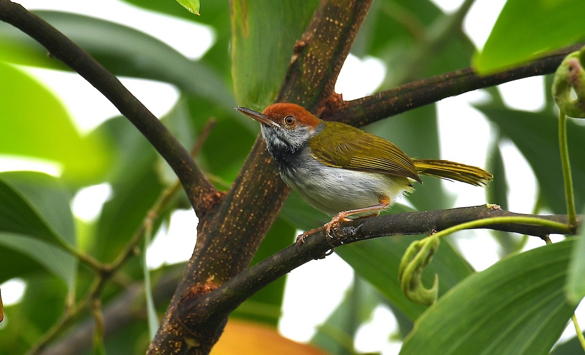 Dark-necked Tailorbird - ML635802666