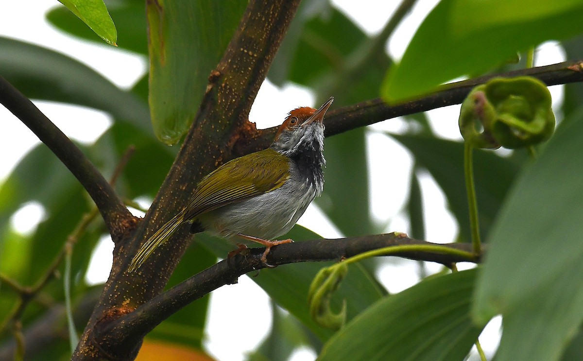Dark-necked Tailorbird - ML635802669