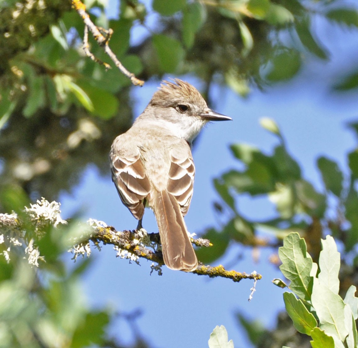 Ash-throated Flycatcher - ML635802670