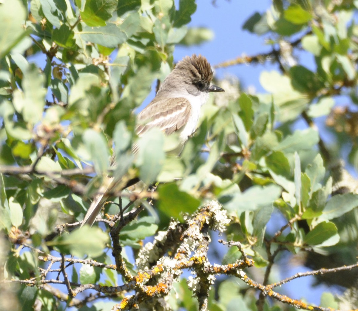 Ash-throated Flycatcher - ML635802671
