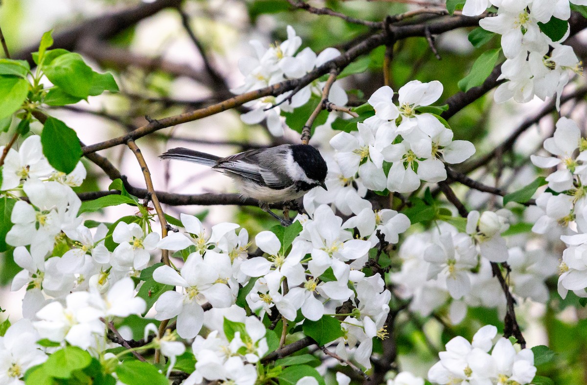 Black-capped Chickadee - ML635802676