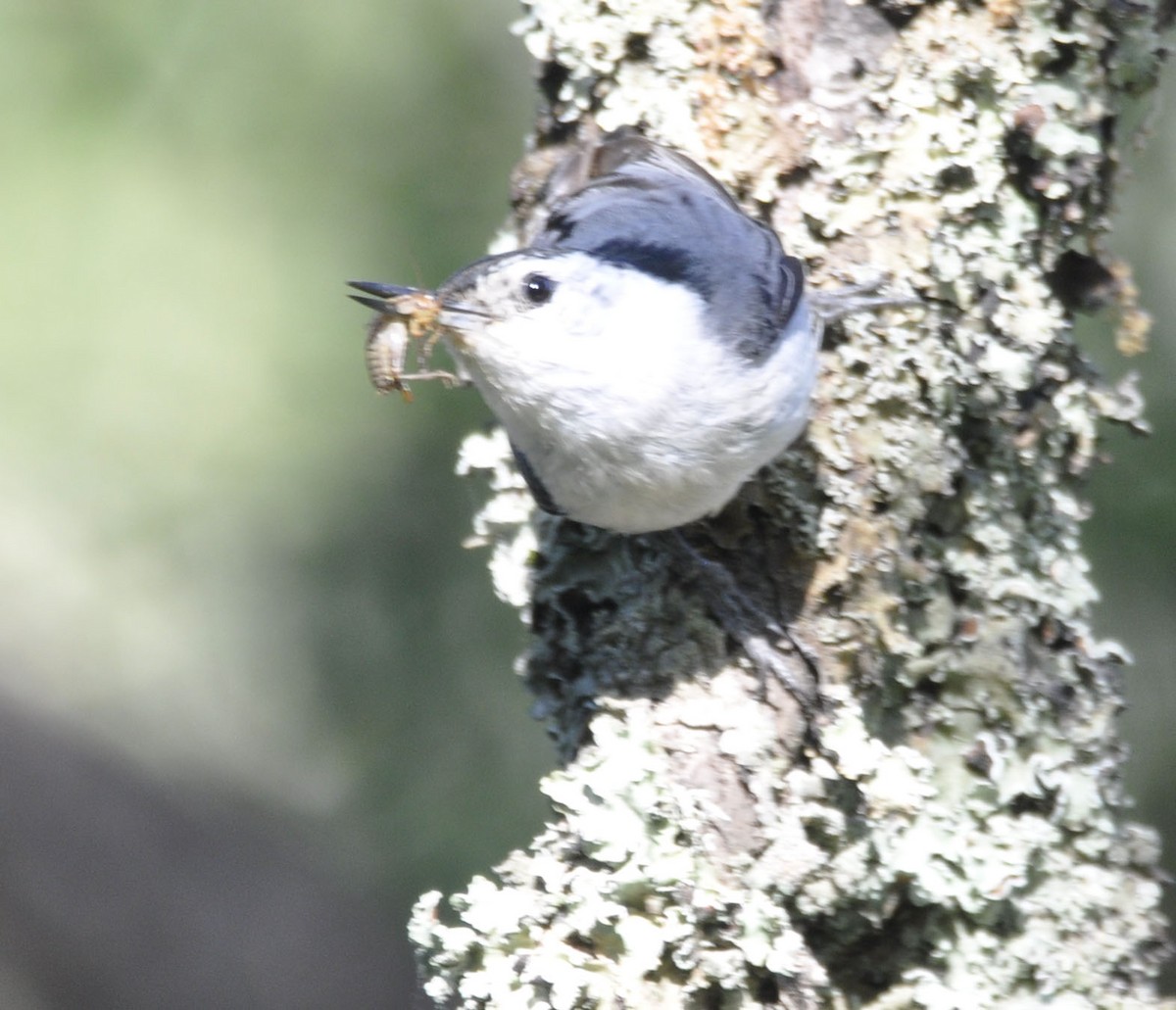 White-breasted Nuthatch - ML635802692