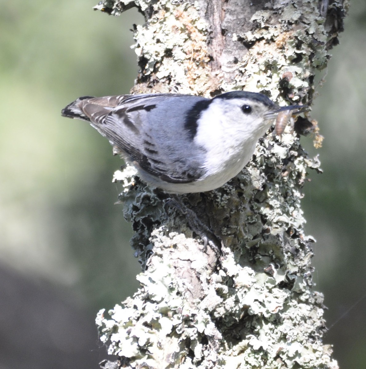 White-breasted Nuthatch - ML635802693