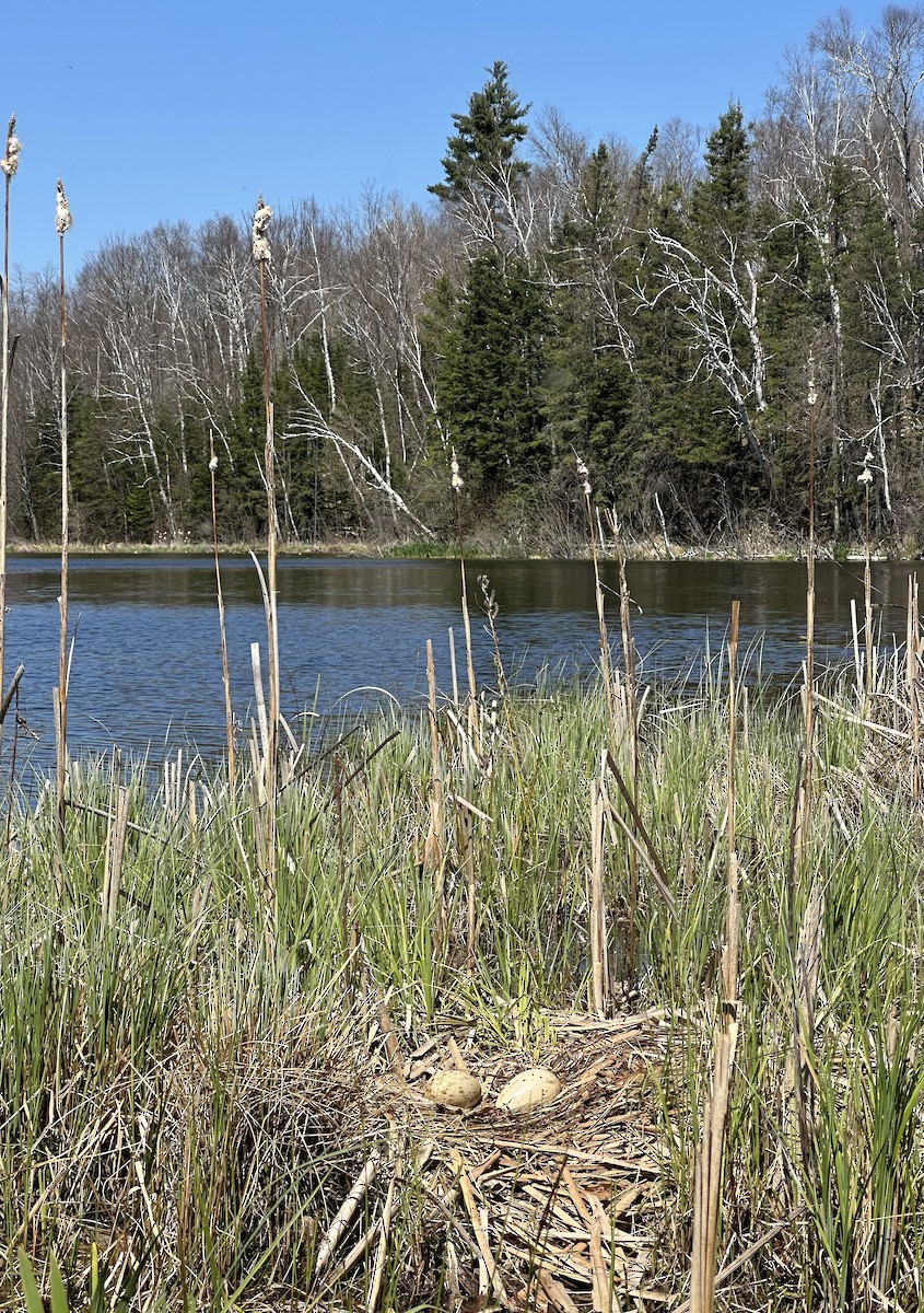 Sandhill Crane - ML635802707